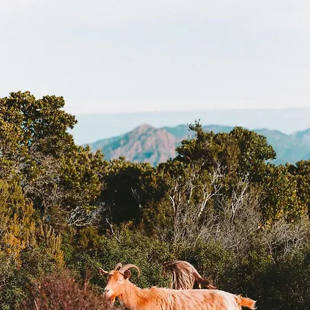 Tatil Evi U Tigru - Maison Luxe Et Cosy Au Coeur Du Cap Corse